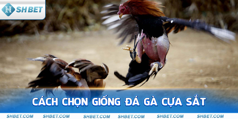 Cách chọn giống đá gà cựa sắt