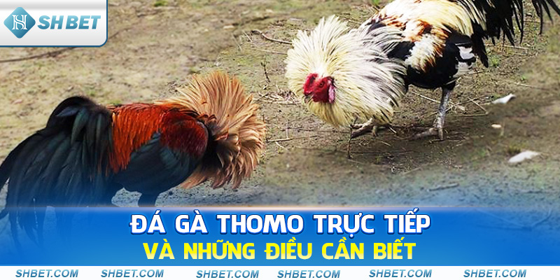 Đá gà Thomo trực tiếp và những điều cần biết