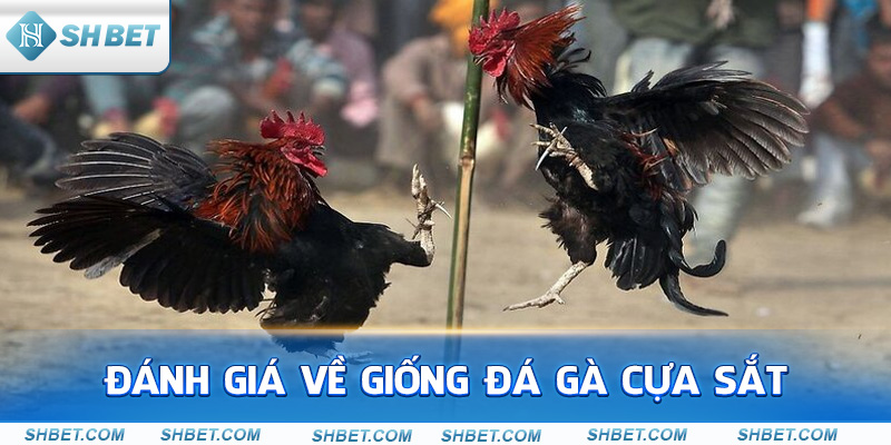 Đánh giá về giống đá gà cựa sắt