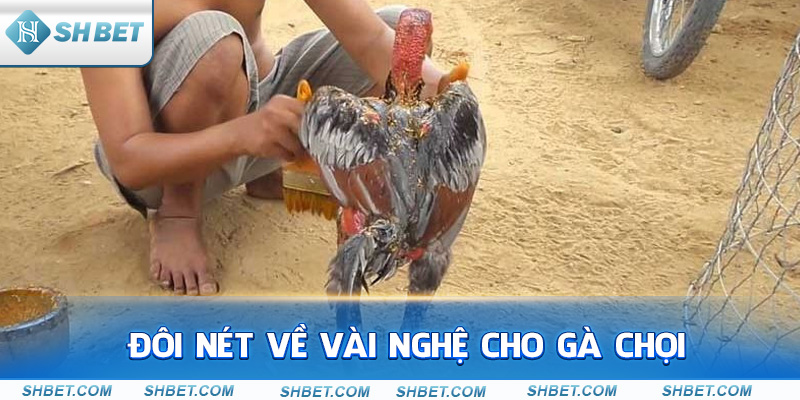 Đôi nét về vào nghệ cho gà chọi