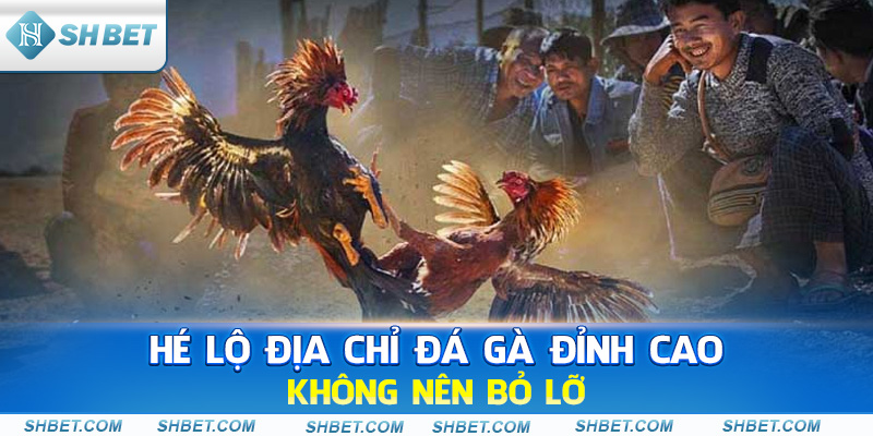 Hé lộ địa chỉ đá gà đỉnh cao không nên bỏ lỡ