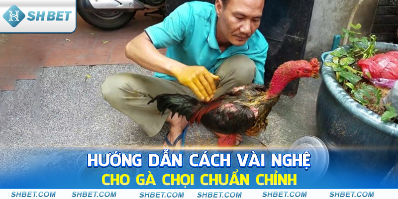 Hướng dẫn cách vào nghệ cho gà chọi chuẩn chỉnh