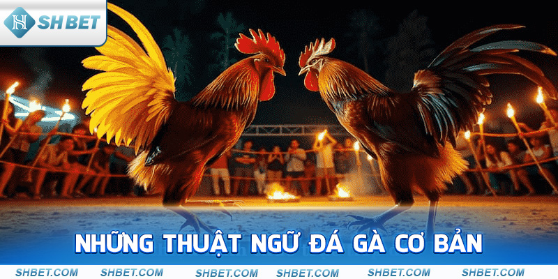 Những thuật ngữ đá gà cơ bản