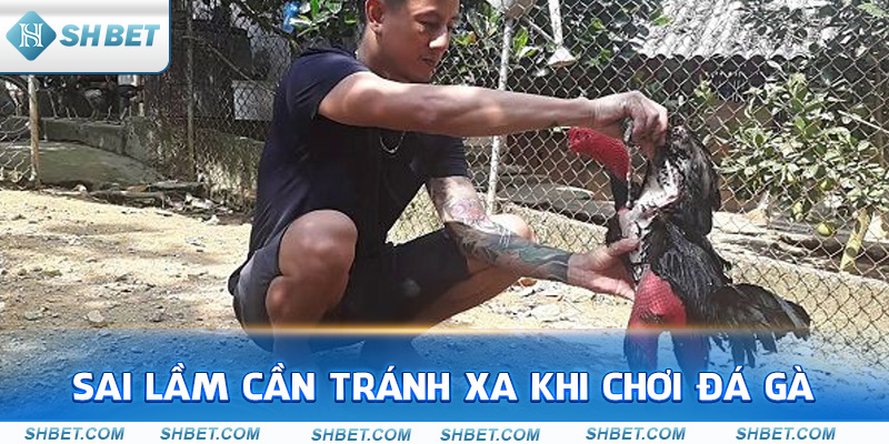 Sai lầm cần tránh xa khi chơi đá gà