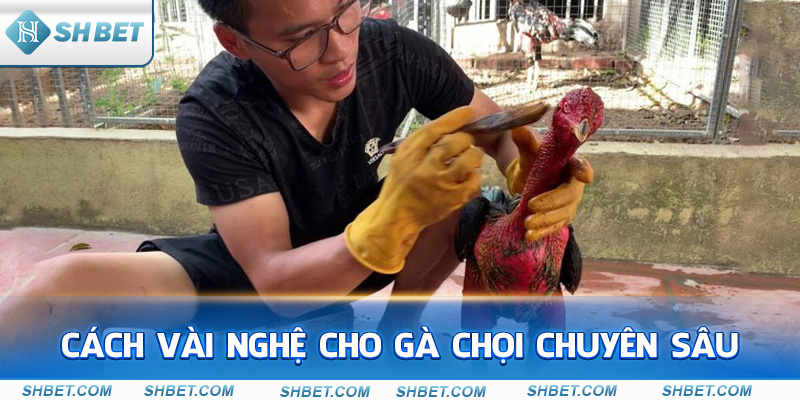 cách vào nghệ cho gà chọi