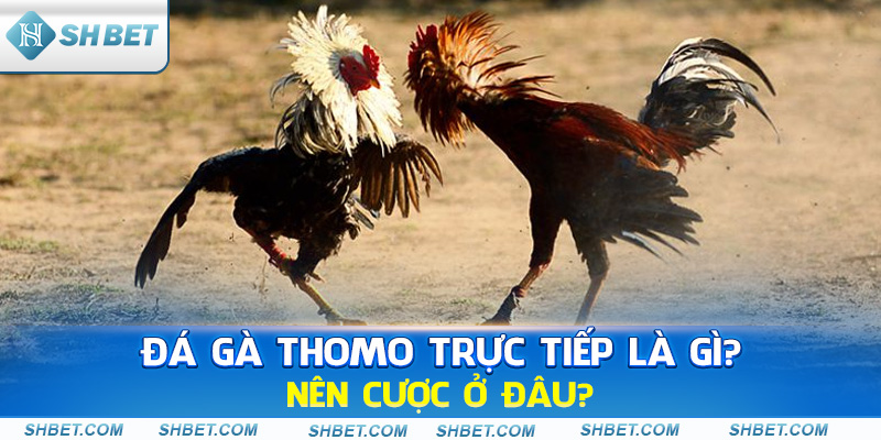 Đá Gà Thomo Trực Tiếp Là Gì? Nên Cược Ở Đâu?