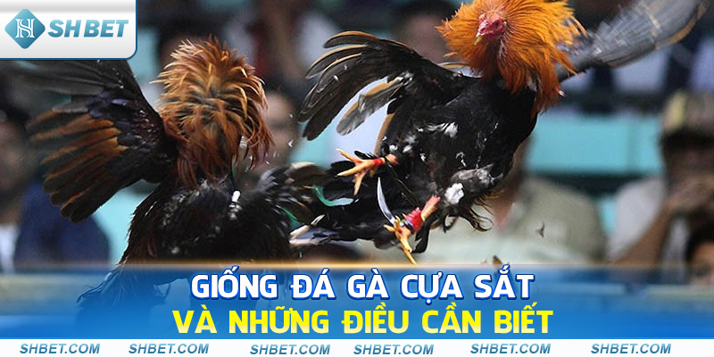 Giống Đá Gà Cựa Sắt